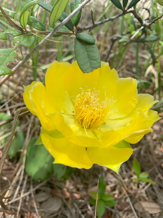 Native Plants and Endemic Species: Wilmington, North Carolina's Biodiversity Explained