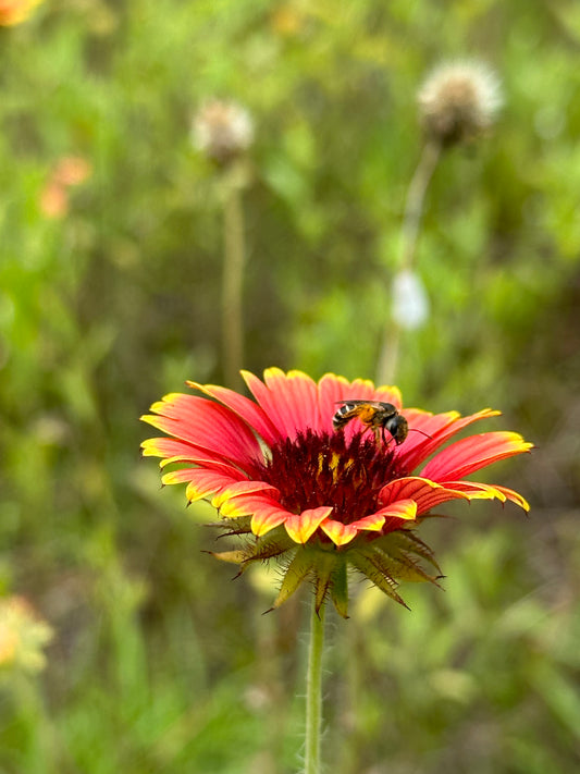 Springtime Gardening in Wilmington, North Carolina: Sowing Seeds for a Greener Tomorrow