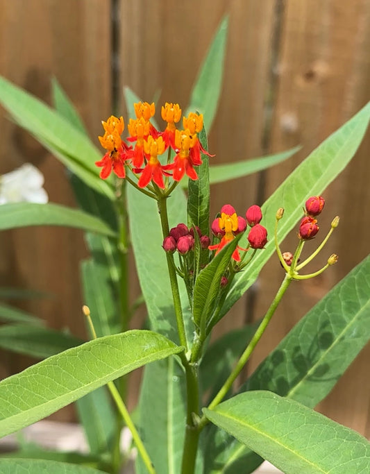 A Comparison: Tropical Milkweed Vs. North Carolina Native Milkweed