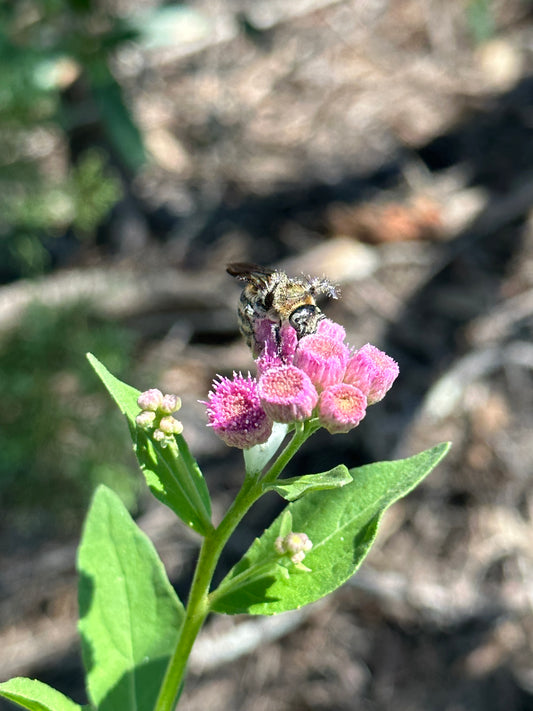 Unraveling the Web of Life: An Introduction to Ecology