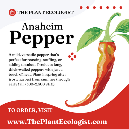 Anaheim Pepper - Starter Plant - Delivered to Your Door!