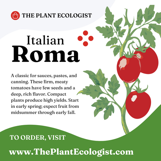 Italian Roma - Starter Plant - Delivered to Your Door!