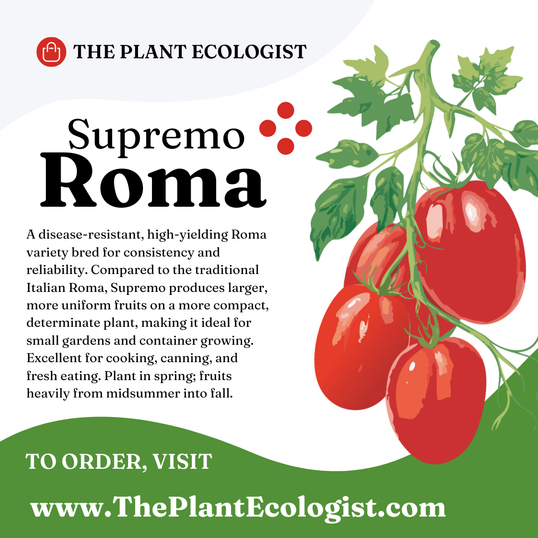 Supremo Roma - Starter Plant - Delivered to Your Door!