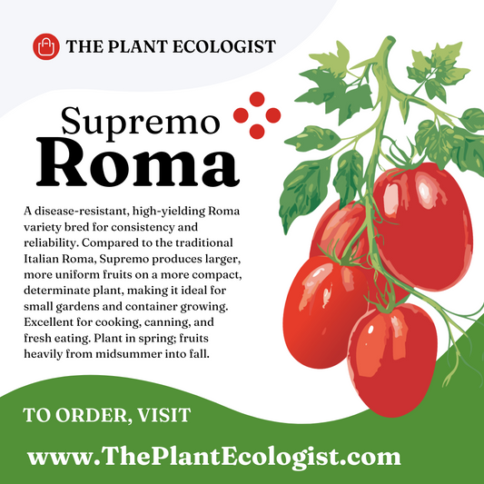 Supremo Roma - Starter Plant - Delivered to Your Door!