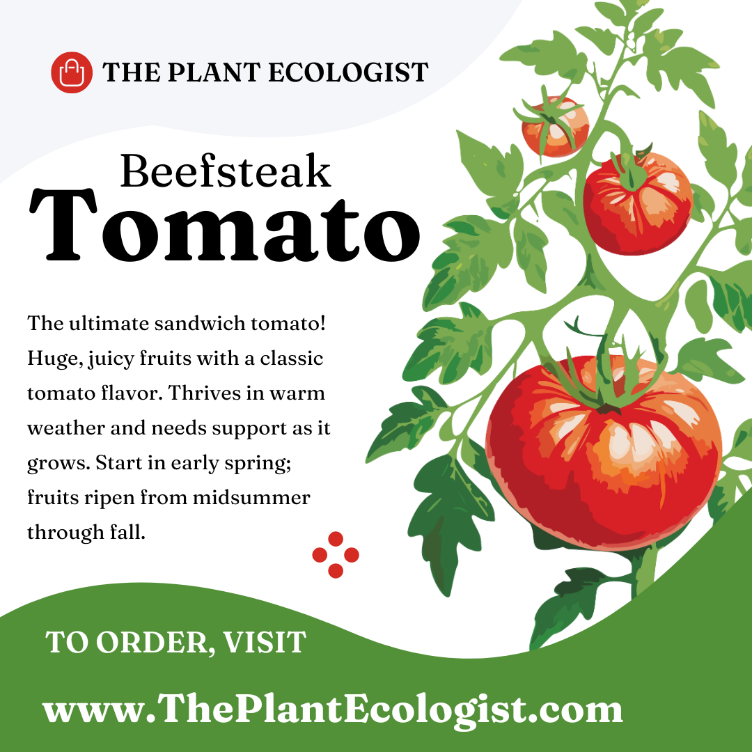 Beefsteak Tomato - Starter Plant - Delivered to Your Door!