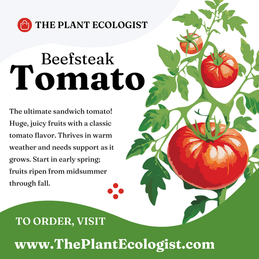 Beefsteak Tomato - Starter Plant - Delivered to Your Door!