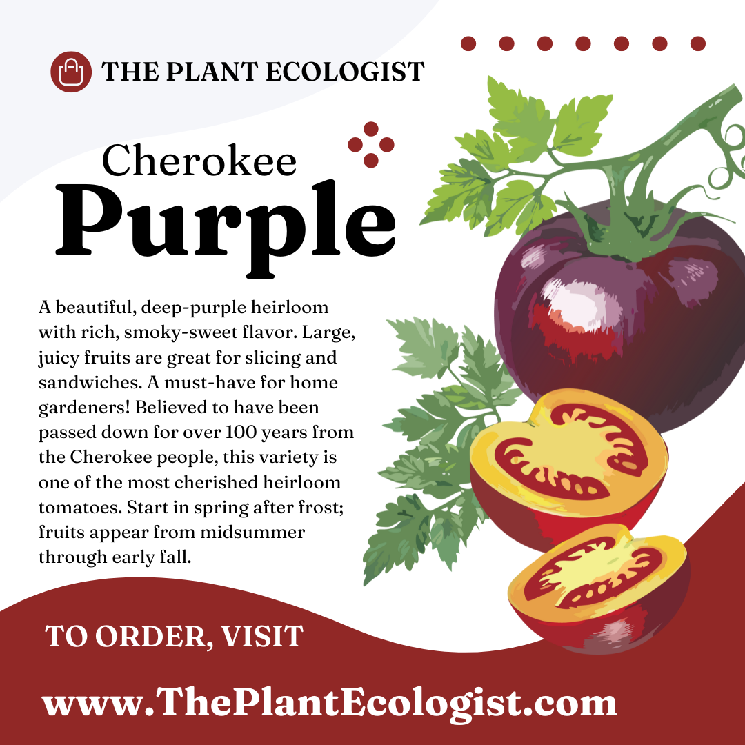 Cherokee Purple - Starter Plant - Delivered to Your Door!