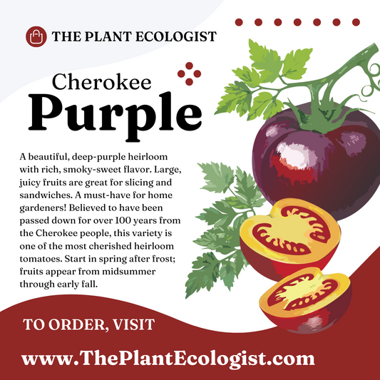 Cherokee Purple - Starter Plant - Delivered to Your Door!