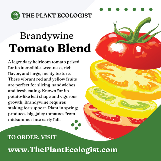 Brandywine Tomato Blend - Starter Plant - Delivered to Your Door!