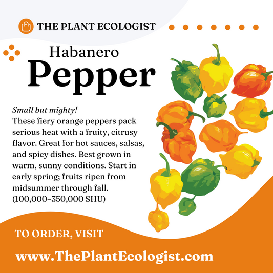 Habanero Pepper - Starter Plant - Delivered to Your Door!