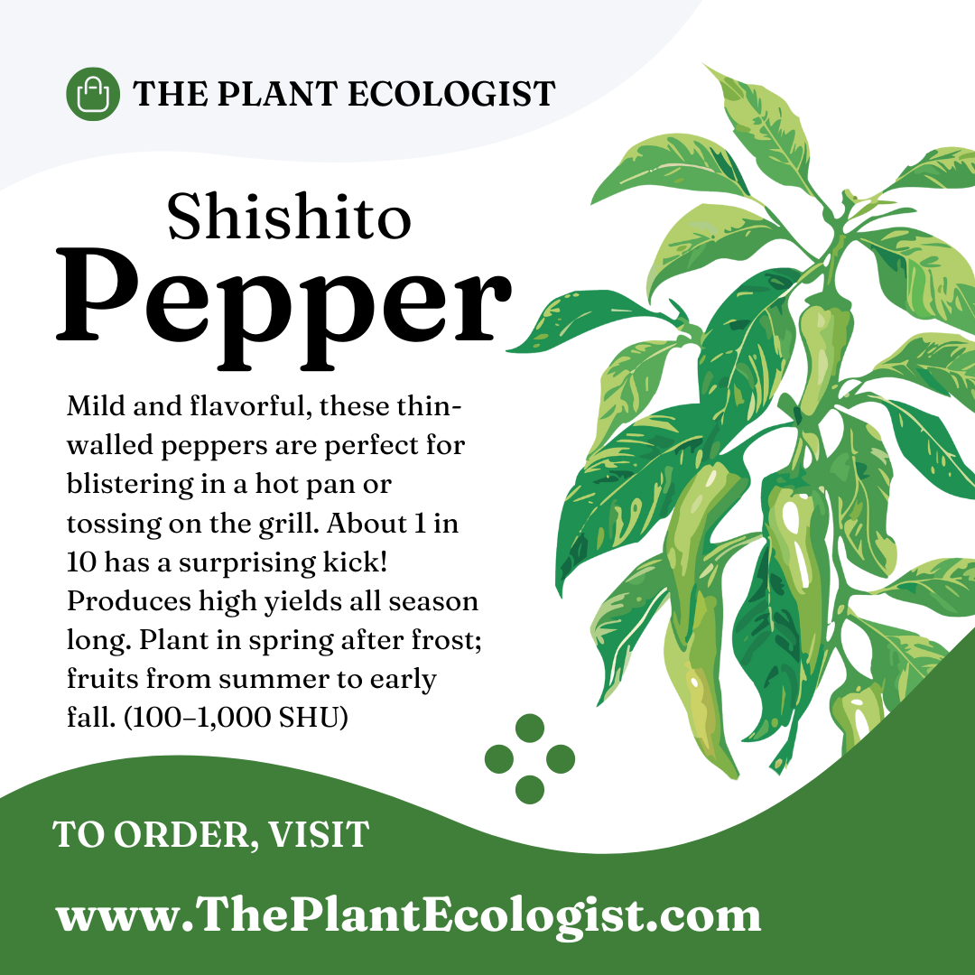 Shisito Pepper - Starter Plant - Delivered to Your Door!