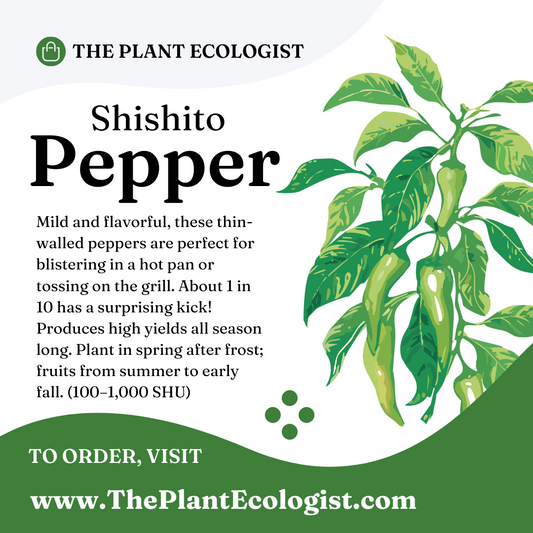 Shisito Pepper - Starter Plant - Delivered to Your Door!