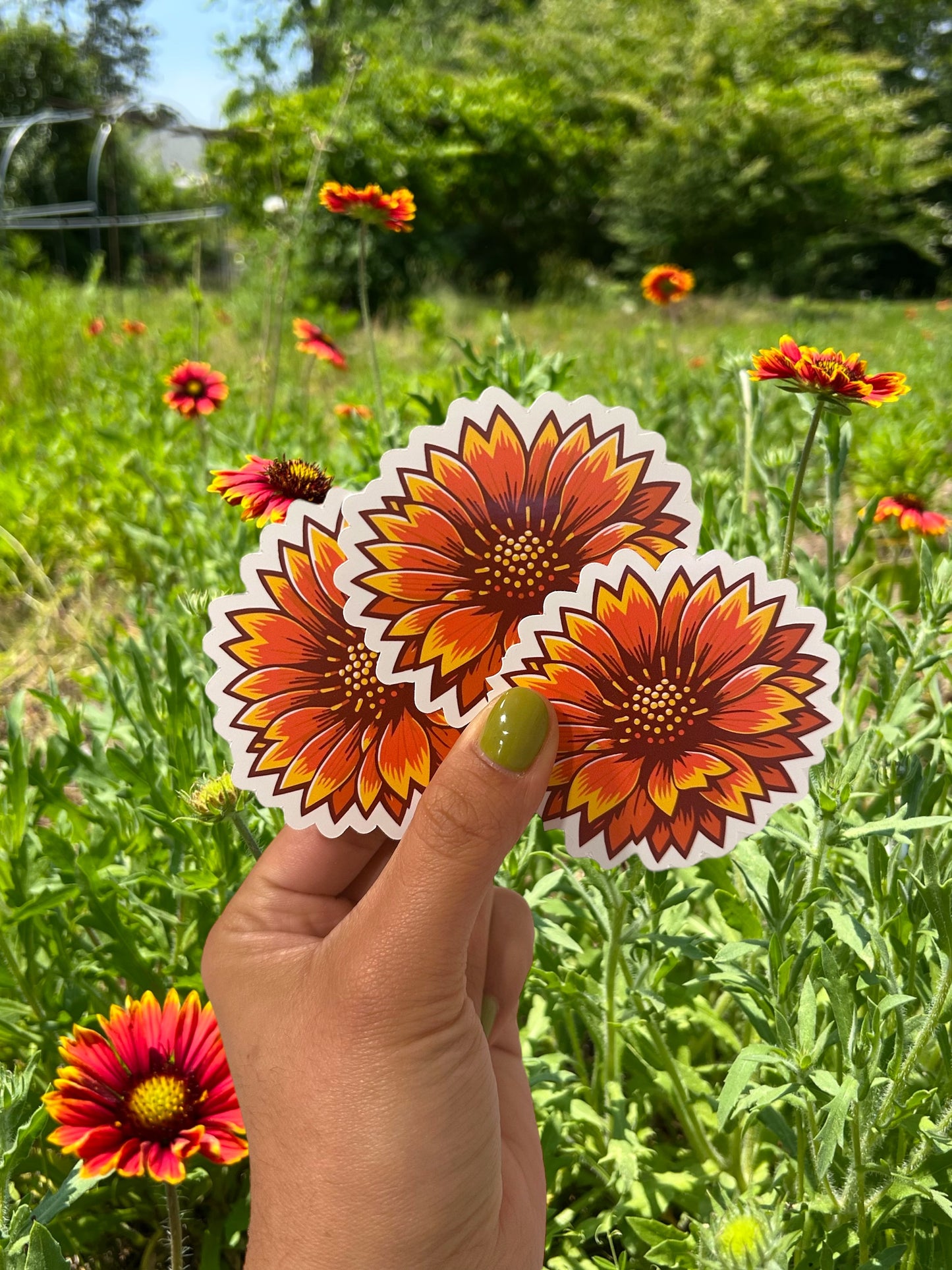 Beach Blanket Flower Gaillardia puchella 3” Vinyl Sticker Original Artc